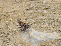 Chioides