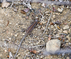 Medopheos edracanthus