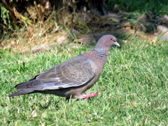 Patagioenas picazuro