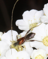 Molorchus longicollis