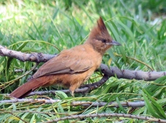 Pseudoseisura lophotes