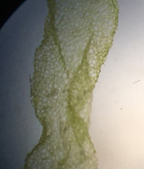 Hydrodictyon reticulatum