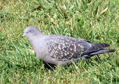 Patagioenas maculosa