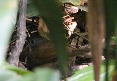 Turdus leucomelas