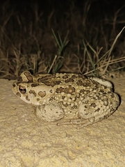 Sclerophrys mauritanica