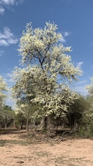 Gonopterodendron sarmientoi