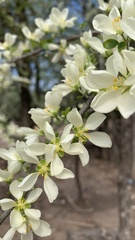 Gonopterodendron sarmientoi