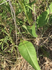 Silphium radula