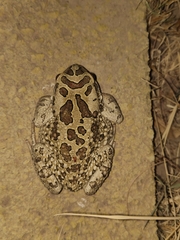 Sclerophrys mauritanica
