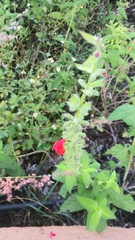 Salvia ozolotepecensis