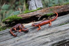 Ensatina eschscholtzii xanthoptica × platensis