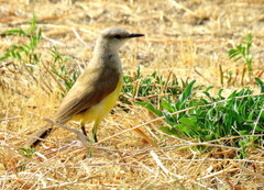 Machetornis rixosa