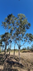 Eucalyptus populnea