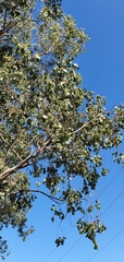Eucalyptus populnea