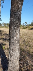 Eucalyptus populnea
