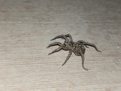 Hogna radiata