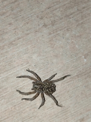 Hogna radiata