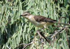 Mimus saturninus