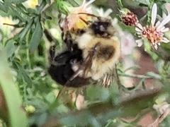 Bombus impatiens