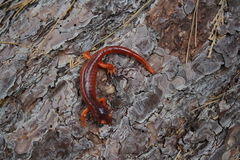 Ensatina eschscholtzii xanthoptica × platensis