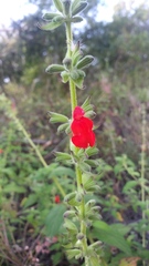 Salvia ozolotepecensis