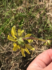 Silphium radula