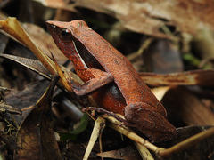 Physalaemus lateristriga