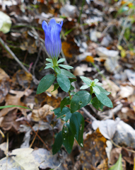 Gentiana catesbaei