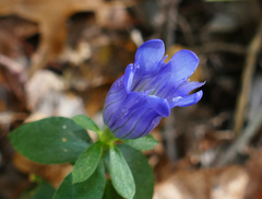 Gentiana catesbaei