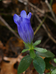 Gentiana catesbaei