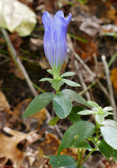 Gentiana catesbaei