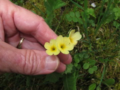 Primula elatior