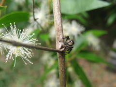 Phiale roburifoliata