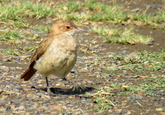 Furnarius rufus