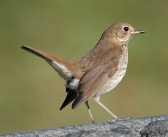 Hermit Thrush photo 3