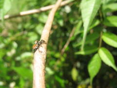 Phiale roburifoliata