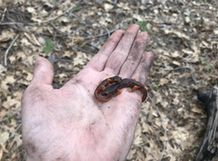 Ensatina eschscholtzii xanthoptica × platensis