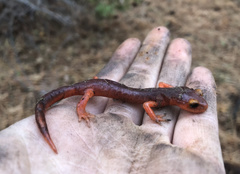 Ensatina eschscholtzii xanthoptica × platensis