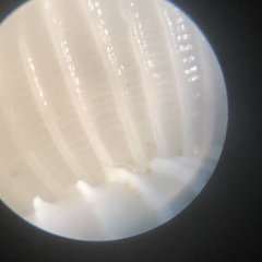 Epitonium multistriatum