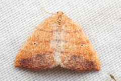 Drepanulatrix carnearia