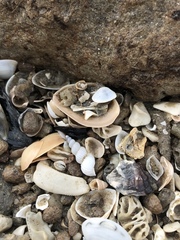 Epitonium multistriatum