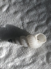 Epitonium multistriatum