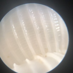 Epitonium multistriatum