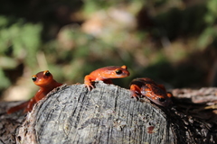 Ensatina eschscholtzii xanthoptica × platensis