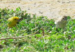 Sicalis flaveola