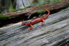 Ensatina eschscholtzii xanthoptica × platensis