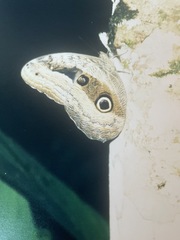 Caligo illioneus