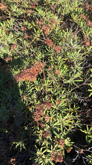 Eriogonum arborescens