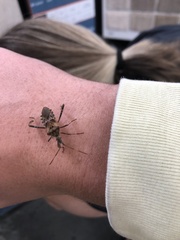 Leptoglossus occidentalis