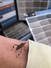 Leptoglossus occidentalis